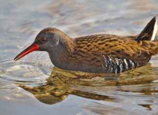 The Hidden Truth Behind Deku’s Quirks and His Link to One For All The Hidden Truth Behind Deku’s Quirks and His Link to One For All