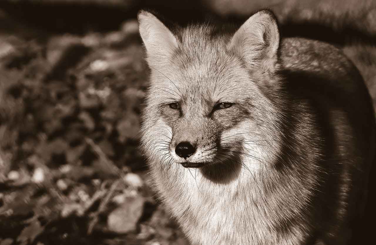 1. The Origins of Kurama in Japanese Folklore
