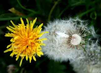 The Most Epic Transformations in Anime History The Most Epic Transformations in Anime History