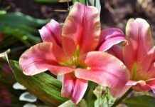 The Sacrificial Story of Saber Lily: Her Role in the Fate Series The Sacrificial Story of Saber Lily: Her Role in the Fate Series