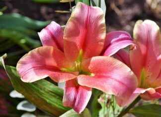 The Sacrificial Story of Saber Lily: Her Role in the Fate Series The Sacrificial Story of Saber Lily: Her Role in the Fate Series