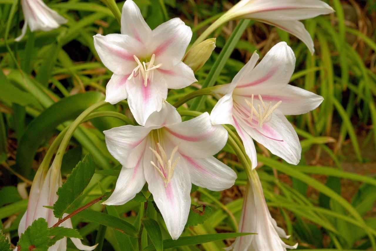 Conclusion: The Legacy of Saber Lily