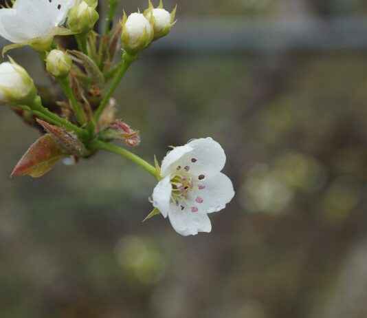 The True Tragedy of Rika Orimoto and Her Curse The True Tragedy of Rika Orimoto and Her Curse