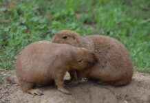 Why Connie Springer’s Loyalty and Strength Make Him a True Friend in Attack on Titan Why Connie Springer’s Loyalty and Strength Make Him a True Friend in Attack on Titan