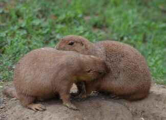 Why Connie Springer’s Loyalty and Strength Make Him a True Friend in Attack on Titan Why Connie Springer’s Loyalty and Strength Make Him a True Friend in Attack on Titan