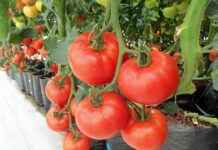 Why Vegeta’s Character Development is the Best in Anime History Why Vegeta’s Character Development is the Best in Anime History