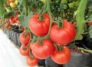 Why Vegeta’s Character Development is the Best in Anime History Why Vegeta’s Character Development is the Best in Anime History