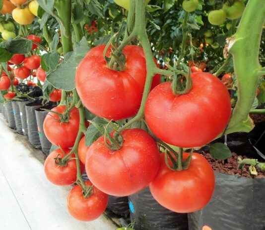 Why Vegeta’s Character Development is the Best in Anime History Why Vegeta’s Character Development is the Best in Anime History