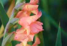 Zoro’s Strongest Swords Ranked: Which One is the Most Powerful? Zoro’s Strongest Swords Ranked: Which One is the Most Powerful?