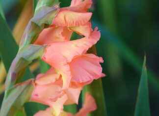 Zoro’s Strongest Swords Ranked: Which One is the Most Powerful? Zoro’s Strongest Swords Ranked: Which One is the Most Powerful?