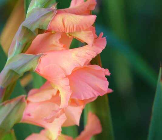 Zoro’s Strongest Swords Ranked: Which One is the Most Powerful? Zoro’s Strongest Swords Ranked: Which One is the Most Powerful?