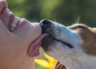 Why Do Dogs Lick You? Understanding the Behavior and the Role of Comfort Why Do Dogs Lick You
